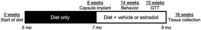 Effects of obesogenic diet and 17β-estradiol in female mice with APOE 3/3, 3/4, and 4/4 genotypes